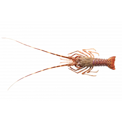 Langouste Cuite